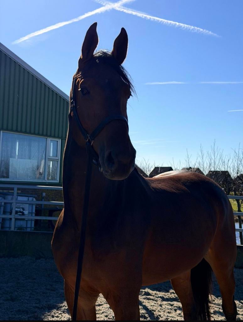 Super lieve kwpn ruin te koop (Real Grand Vinius FH), Springpaard, 175 cm of meer, Met stamboom, Ruin