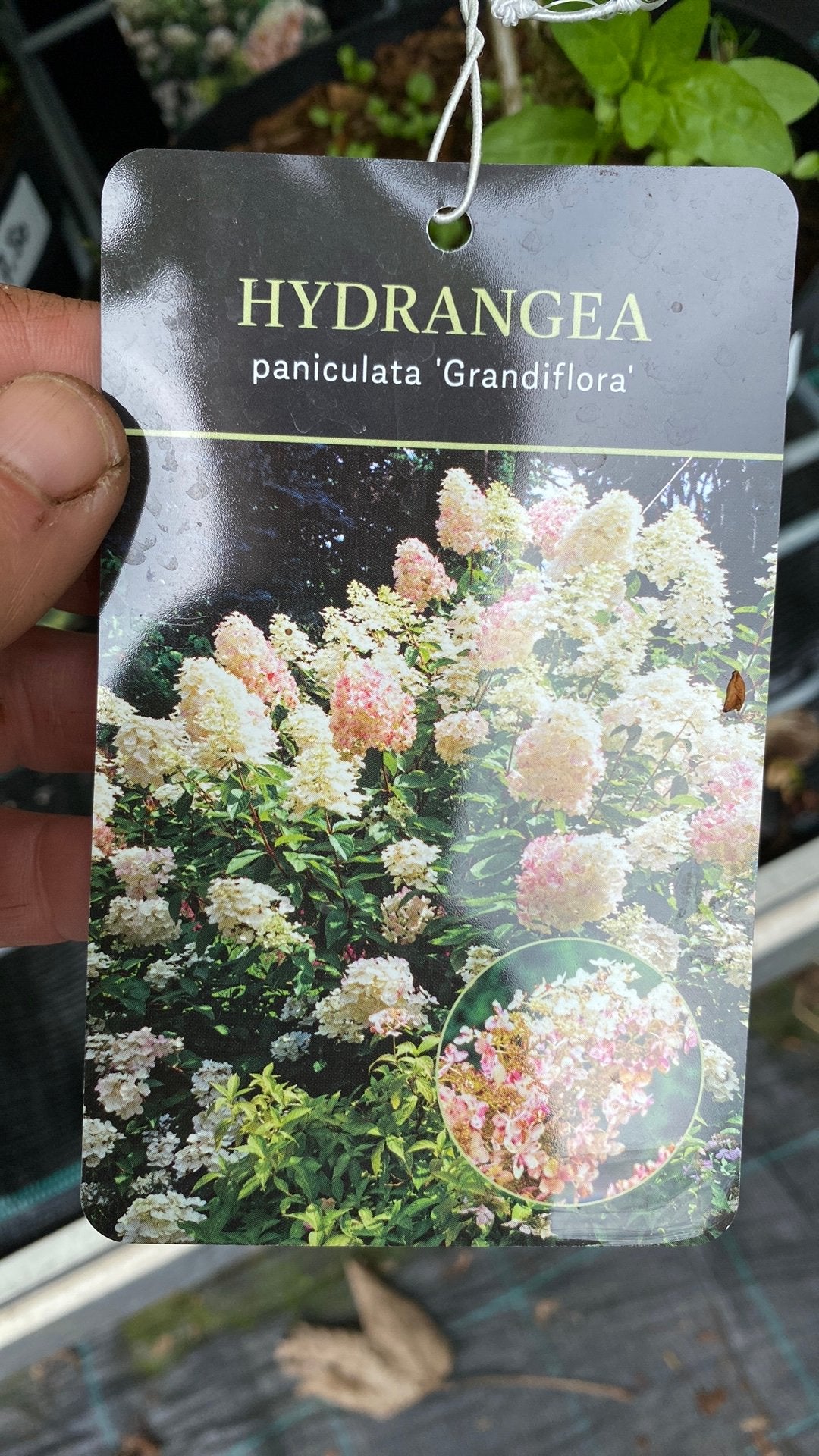 Hortensia Paniculata 'Grandiflora' - Sterke Plukbloem, Volle zon, Vaste plant, Zomer, Ophalen
