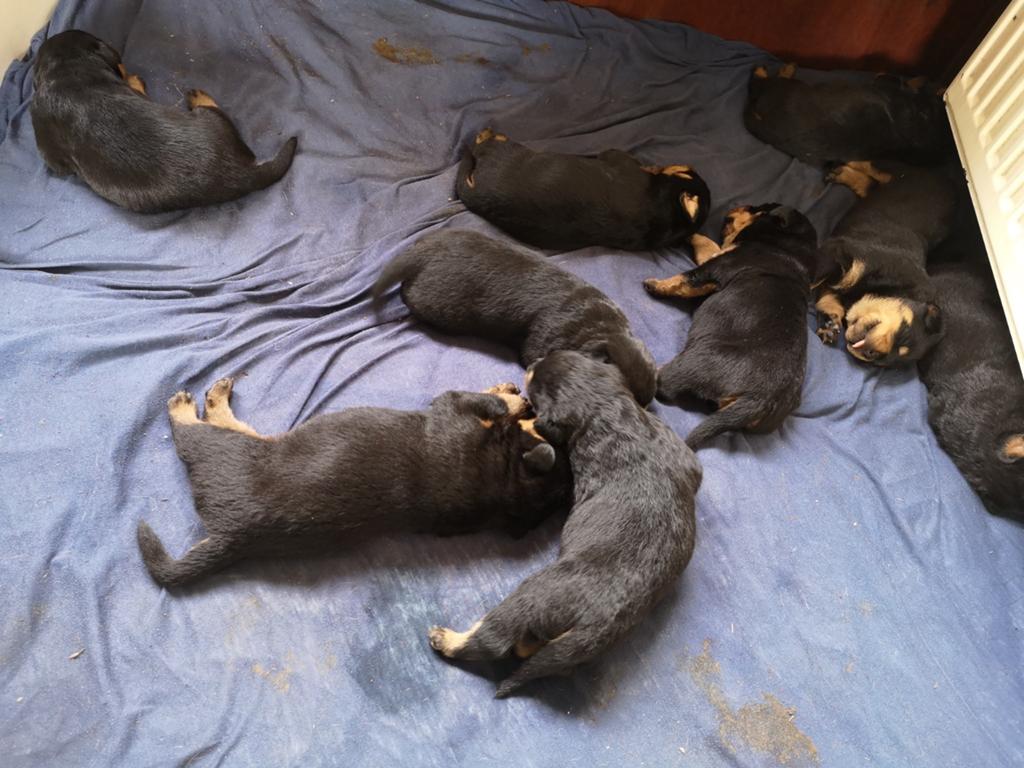Rottweiler pups, Dieren en Toebehoren, 8 tot 15 weken, Groot, Meerdere, Meerdere dieren