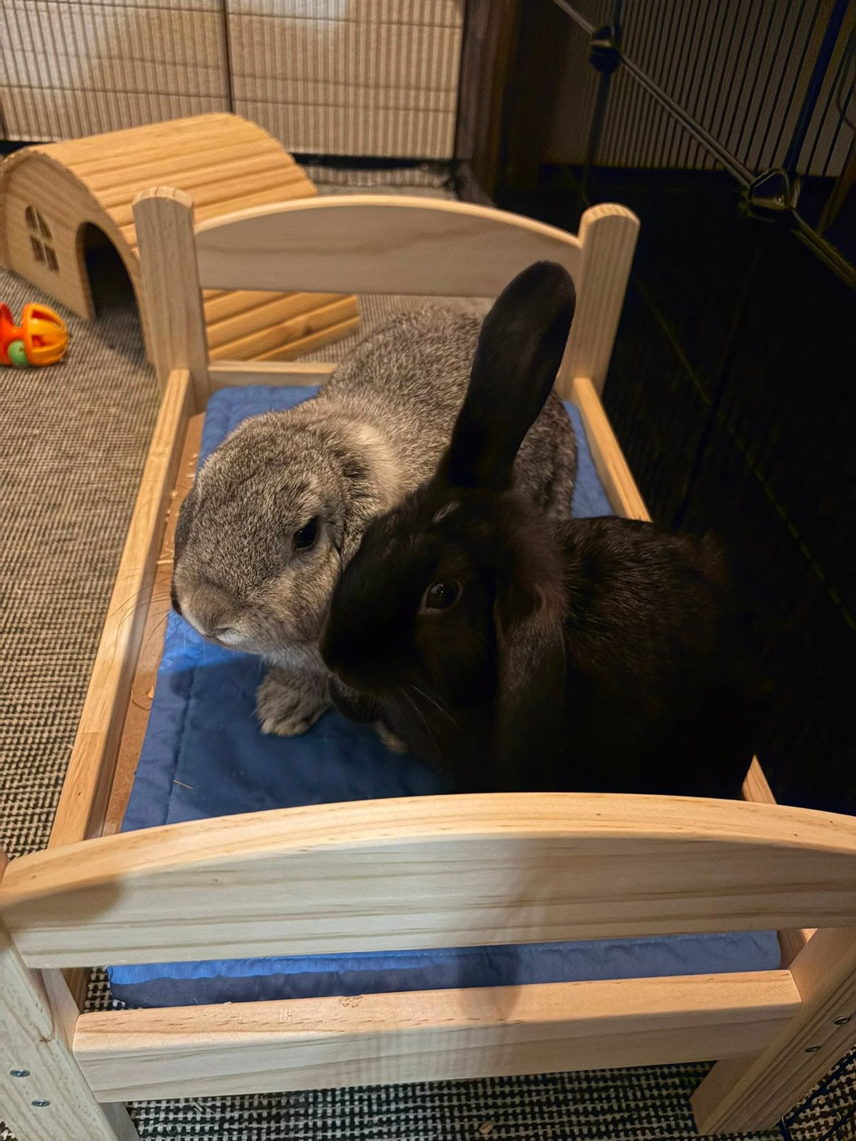 Lief konijnenkoppel opzoek naar nieuw huisje incl. spullen, Dieren en Toebehoren, Konijnen, Mannelijk, Dwerg, Hangoor