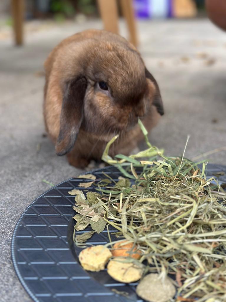 2 lieve hangoor konijnen, Meerdere dieren, Hangoor