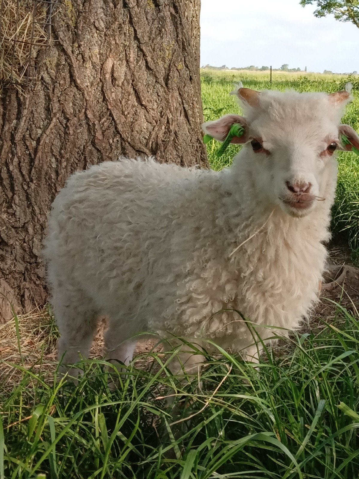 Skudde ram lam, Mannelijk, Schaap, 0 tot 2 jaar