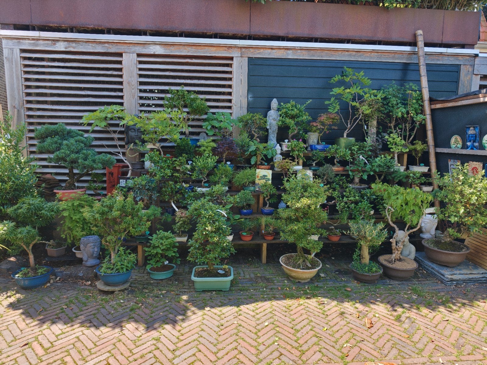 Bonsai  Pinus Esdoorn Juniperus Malus Ginkgo Vijg Olijf, Volle zon, Bloeit niet, Minder dan 100 cm, Overige soorten