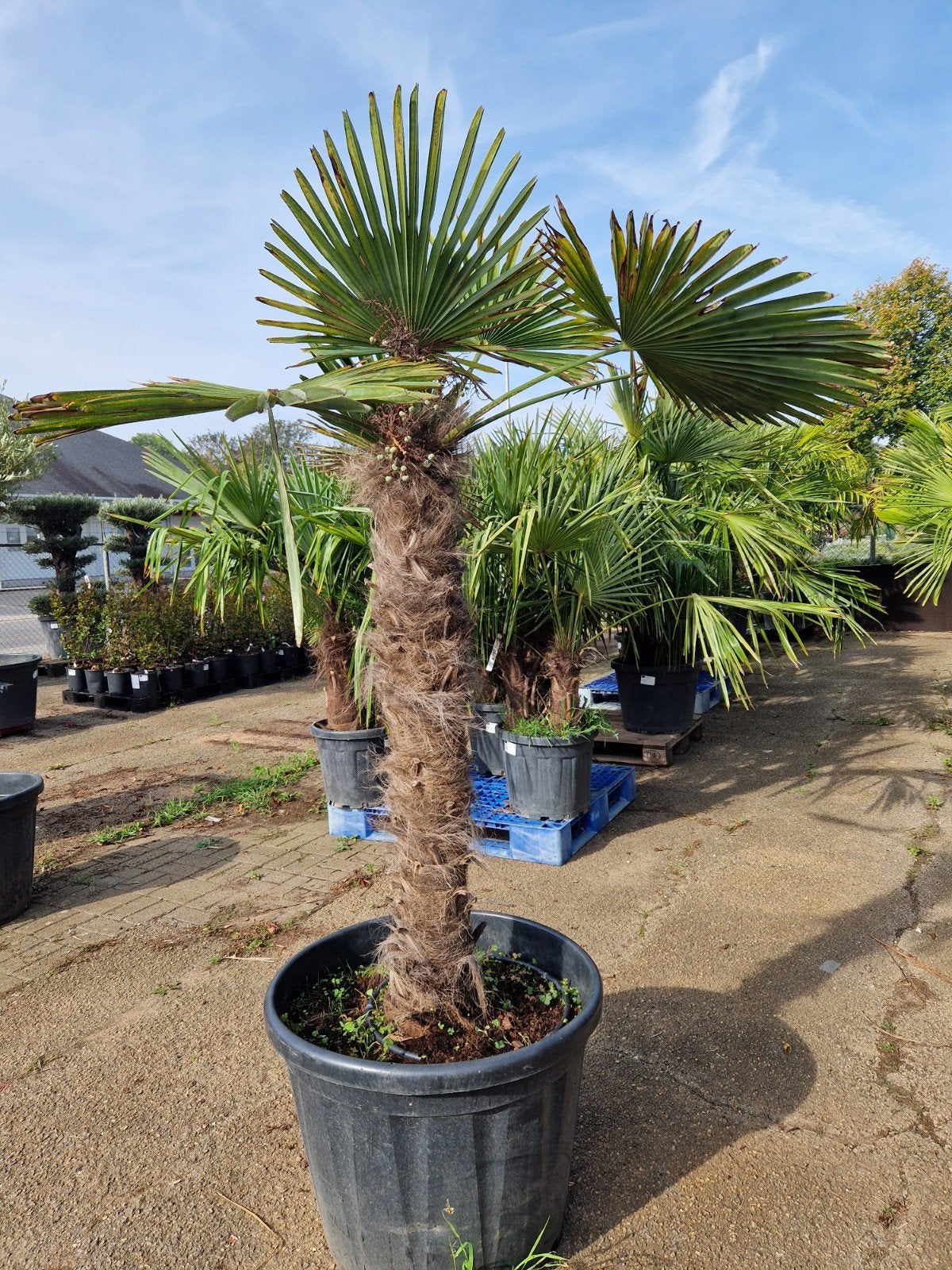 aanbieding palmboom, 100 tot 250 cm, Zomer, Palmboom, Ophalen