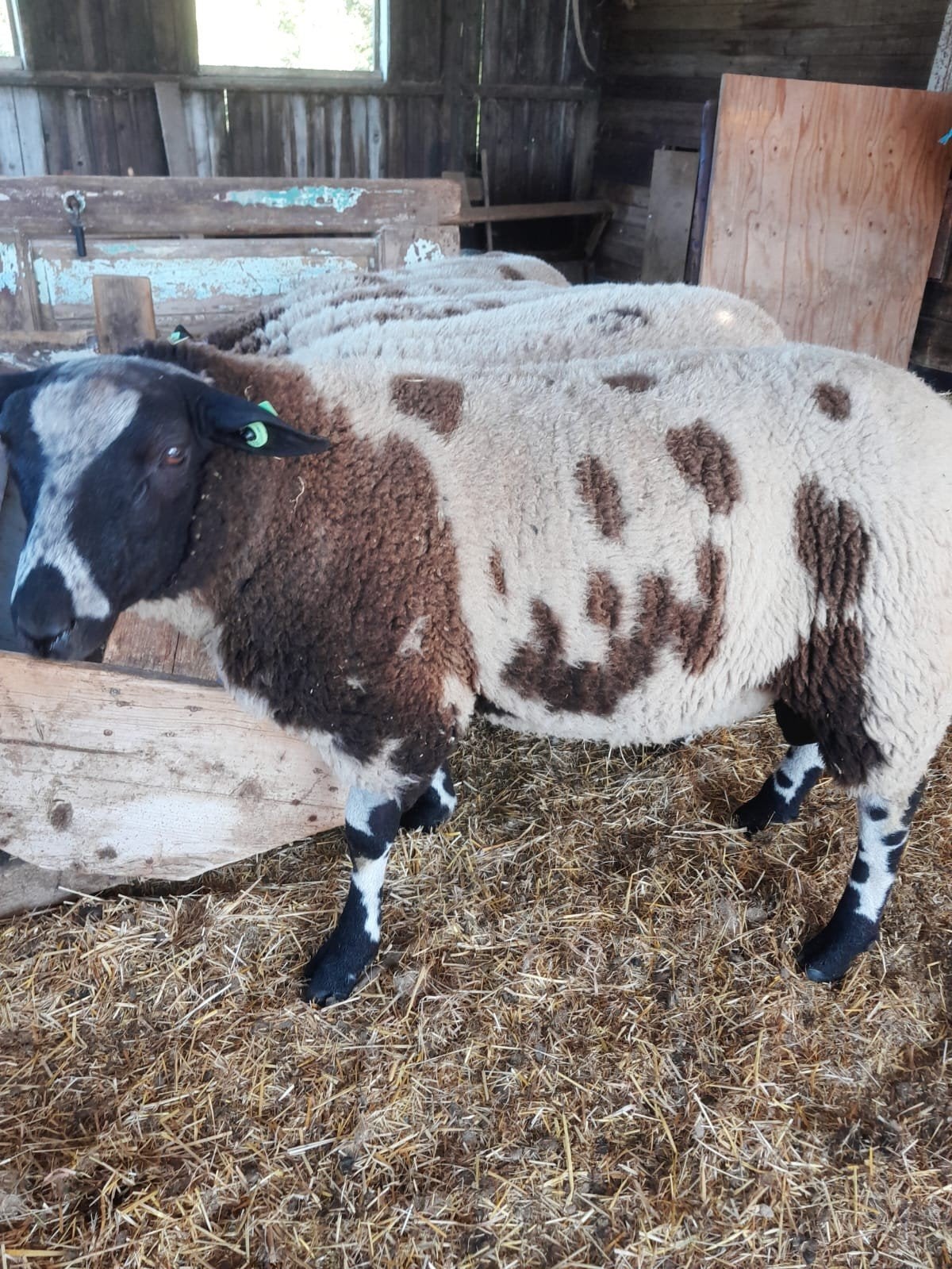 bonte jonge dekrammen en ooien, Mannelijk, Schaap