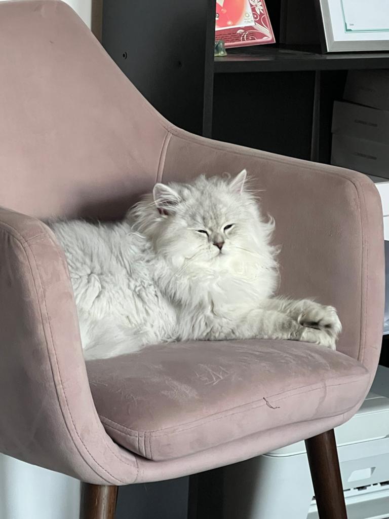 Dekkater Brits langhaar, Dieren en Toebehoren, Kater