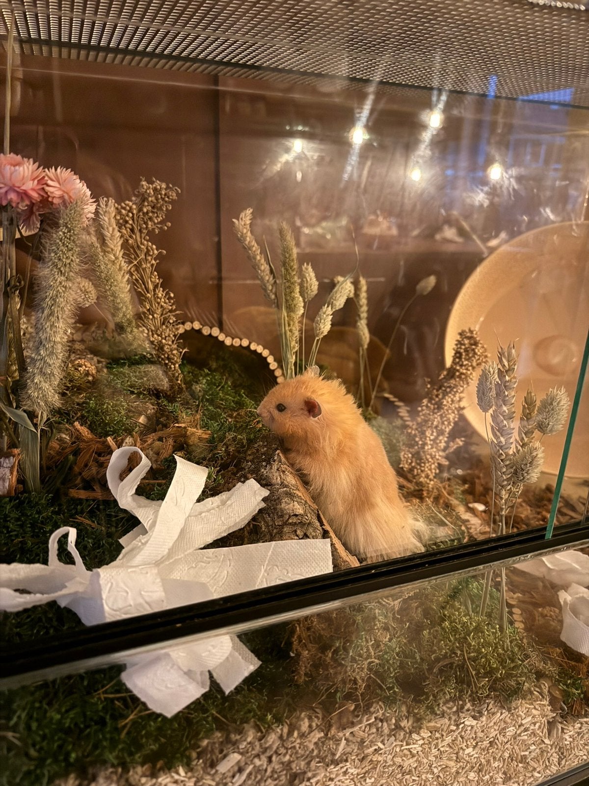 Jonge Syrische hamster - eventueel inclusief toebehoren, Januari, Mannelijk, Hamster