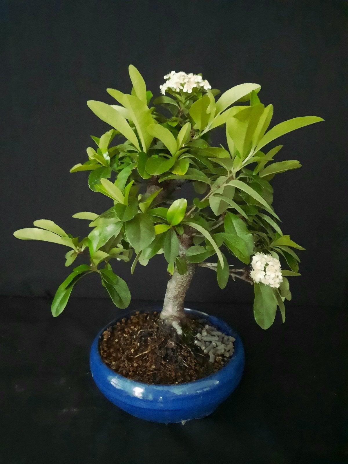 Bonsai Pyracanthe .Afgeprijsd €50, Volle zon, Bloeit niet, Minder dan 100 cm, Overige soorten