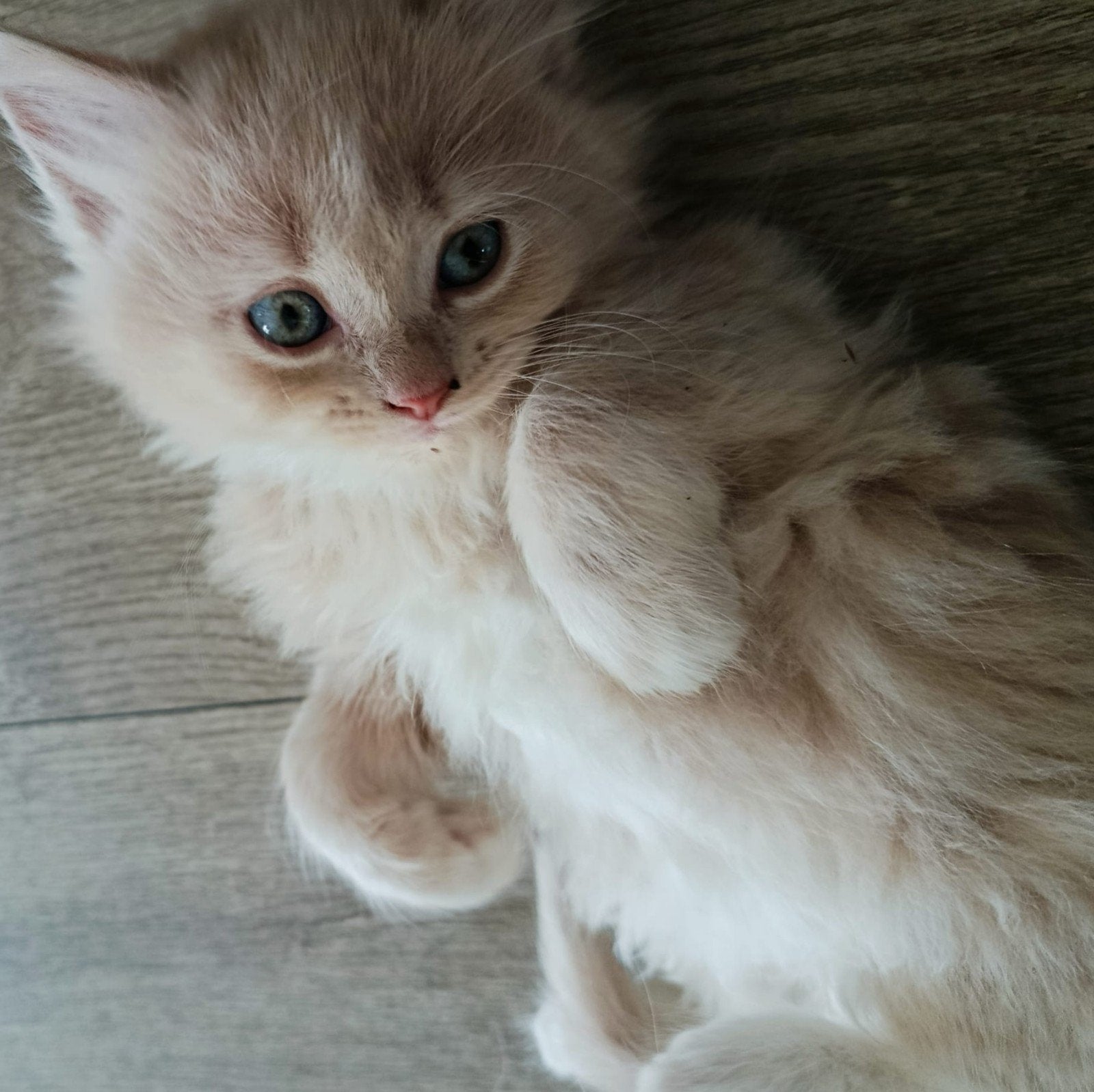 Super sociale aanhankelijke pers/ragdoll mixjes., Meerdere dieren, Ontwormd, 0 tot 2 jaar
