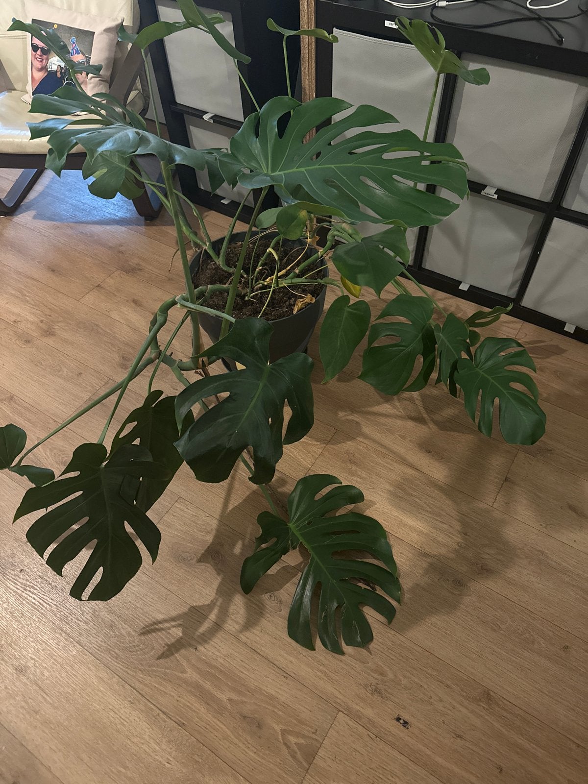 Grote Monstera Deliciosa - Kamerplant, Tuin en Terras, Vaste plant, Bloeit niet, Halfschaduw, Ophalen