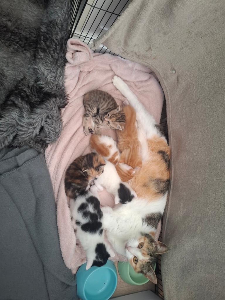 Lieve sociale kittens, Dieren en Toebehoren, Katten en Kittens | Overige Katten, Meerdere dieren