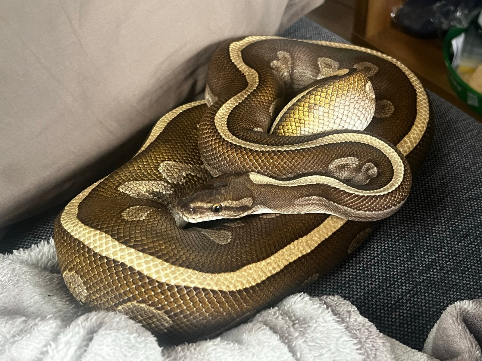 Leopard Lesser GHI het Pied vrouwtje koningspython, Dieren en Toebehoren, Reptielen en Amfibieën, Slang, 0 tot 2 jaar