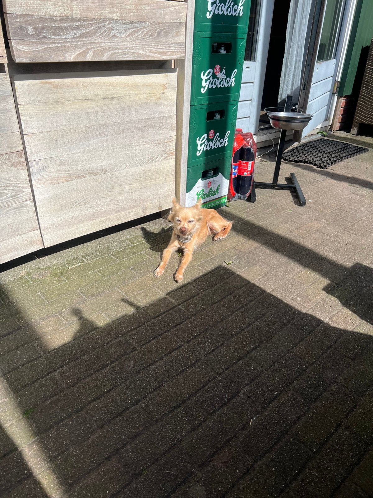 Chihuahua, Ophalen of Verzenden