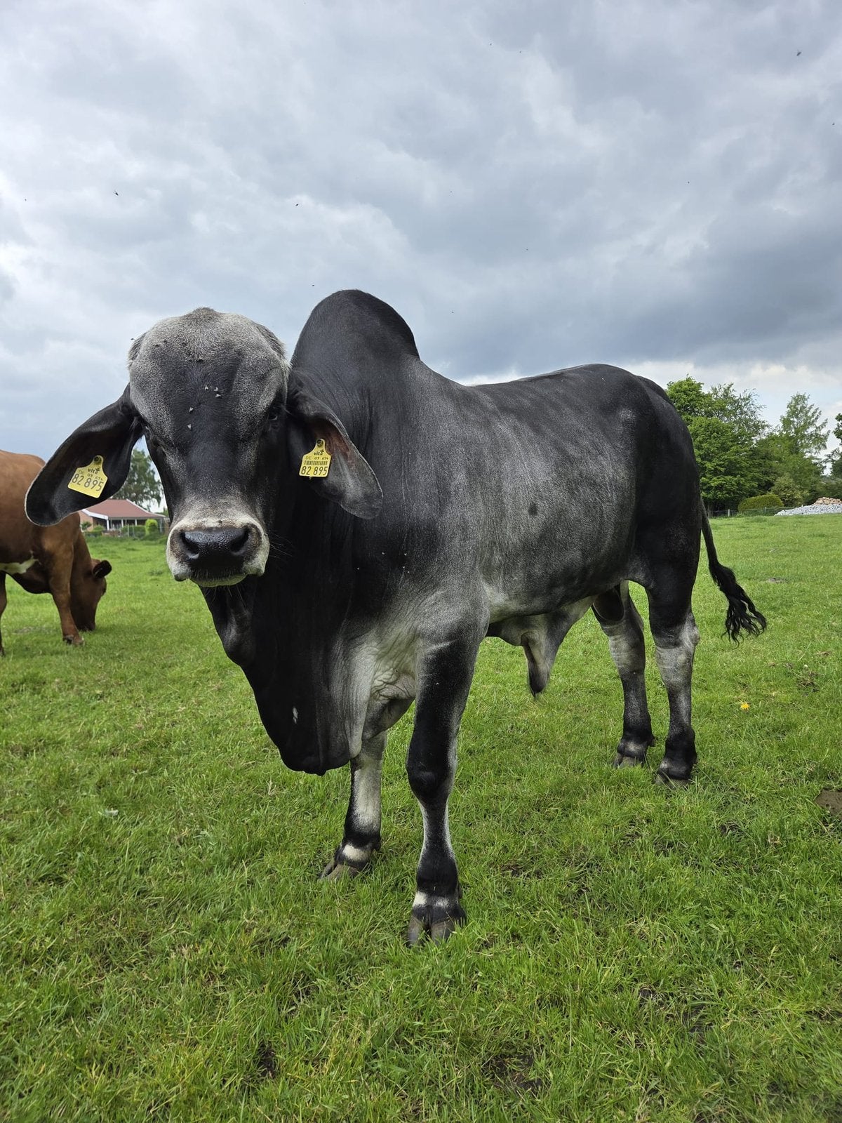 Amerikaanse Brahman dekstier – Dario, Dieren en Toebehoren, Mannelijk