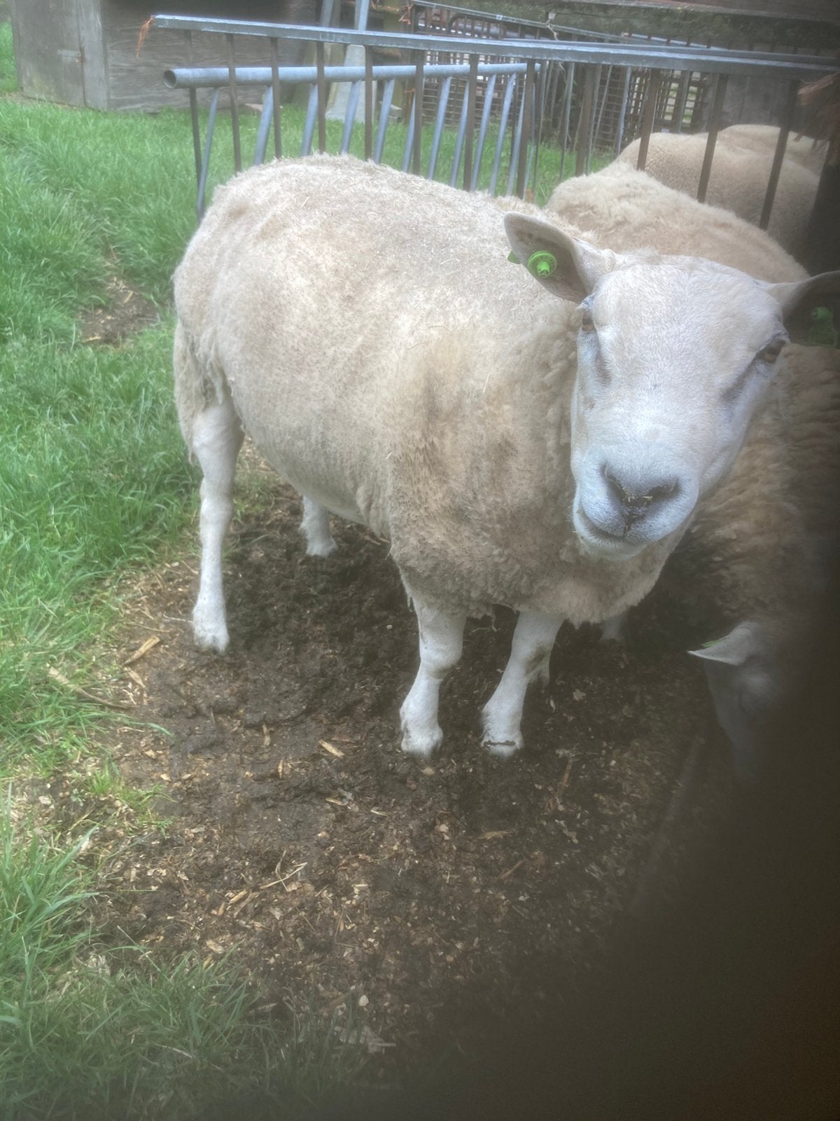 Ram texelaar/swifter van 2024, Dieren en Toebehoren, Schapen, Geiten en Varkens, Mannelijk, Schaap
