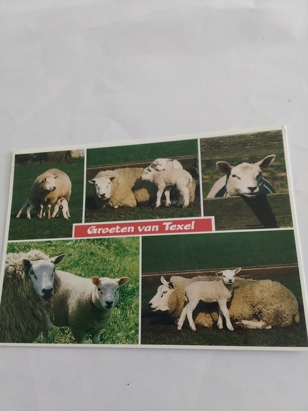 Ansichtkaart Groeten van Texel - Schapen en Lammetjes, Ophalen of Verzenden, 1980 tot heden, Gelopen, Waddeneilanden