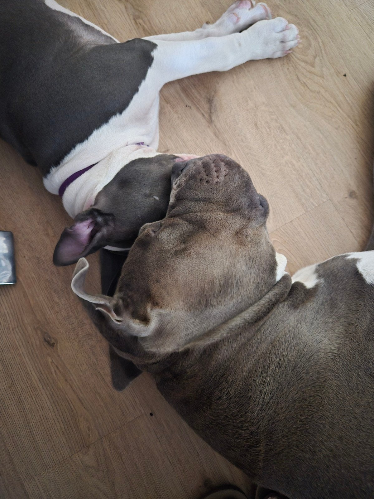 stafford, Dieren en Toebehoren, 8 tot 15 weken, Teef, Parvo, Eén hond