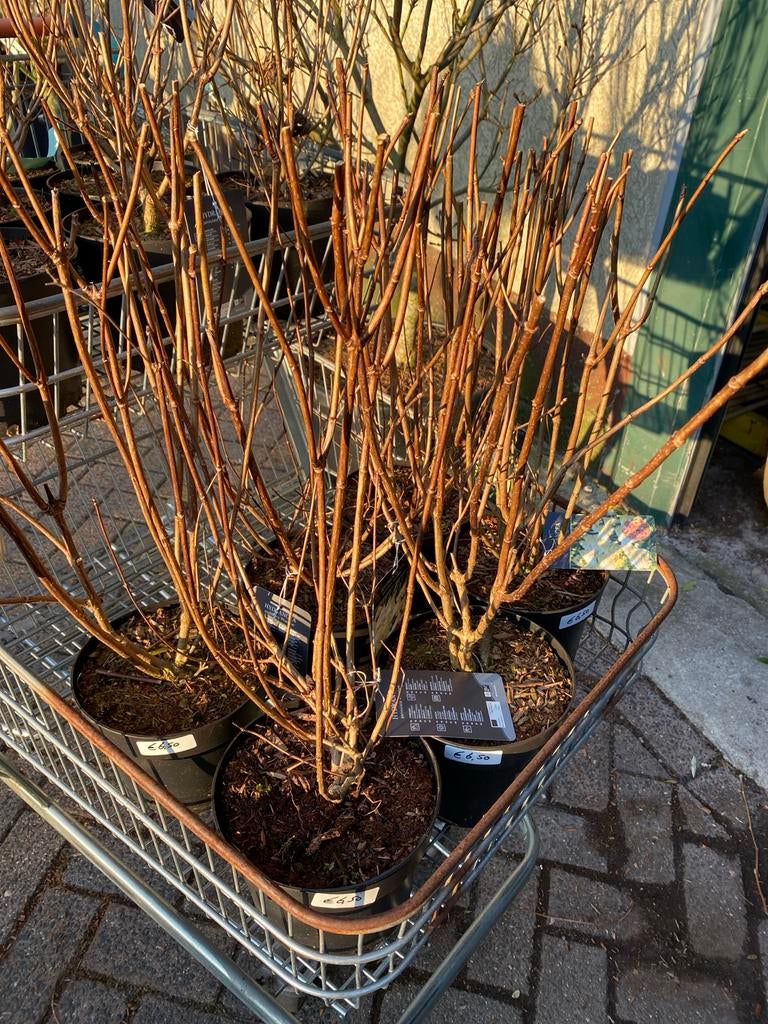 Hortensia 'Phantom' - Paniculata - Sterke en bloeirijke plan, Vaste plant, Halfschaduw, Zomer, Ophalen
