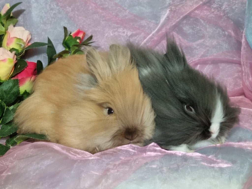 Teddy dwerg jong konijn koppel, Dieren en Toebehoren, Konijnen, Meerdere dieren, Dwerg