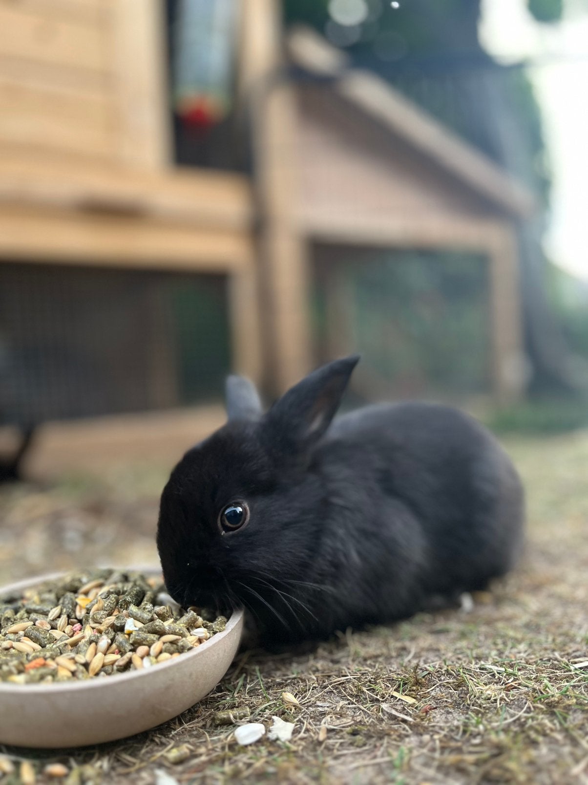 Baby dwerg hangoor konijnen, Dieren en Toebehoren, Konijnen, Meerdere dieren, Dwerg, Hangoor