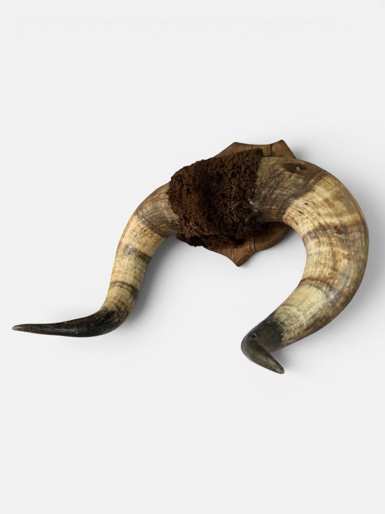 Bizon / buffel hoorn, Wandsculptuur, Gebruikt, 70 cm, Ophalen