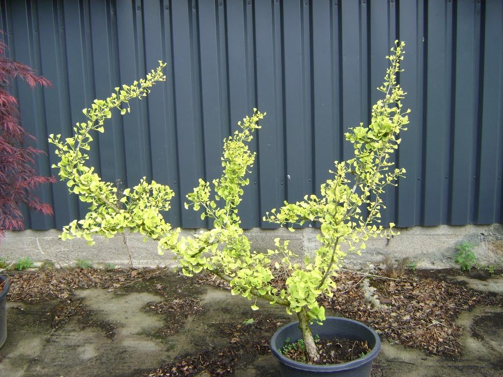 Ginkgo, Tuin en Terras, Bloeit niet, Overige soorten, 100 tot 250 cm, Ophalen