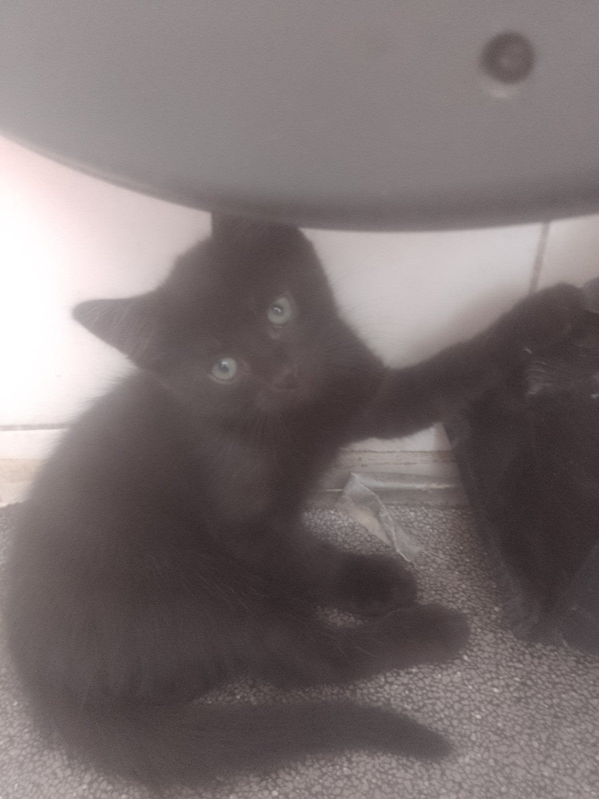 kitten, Kater