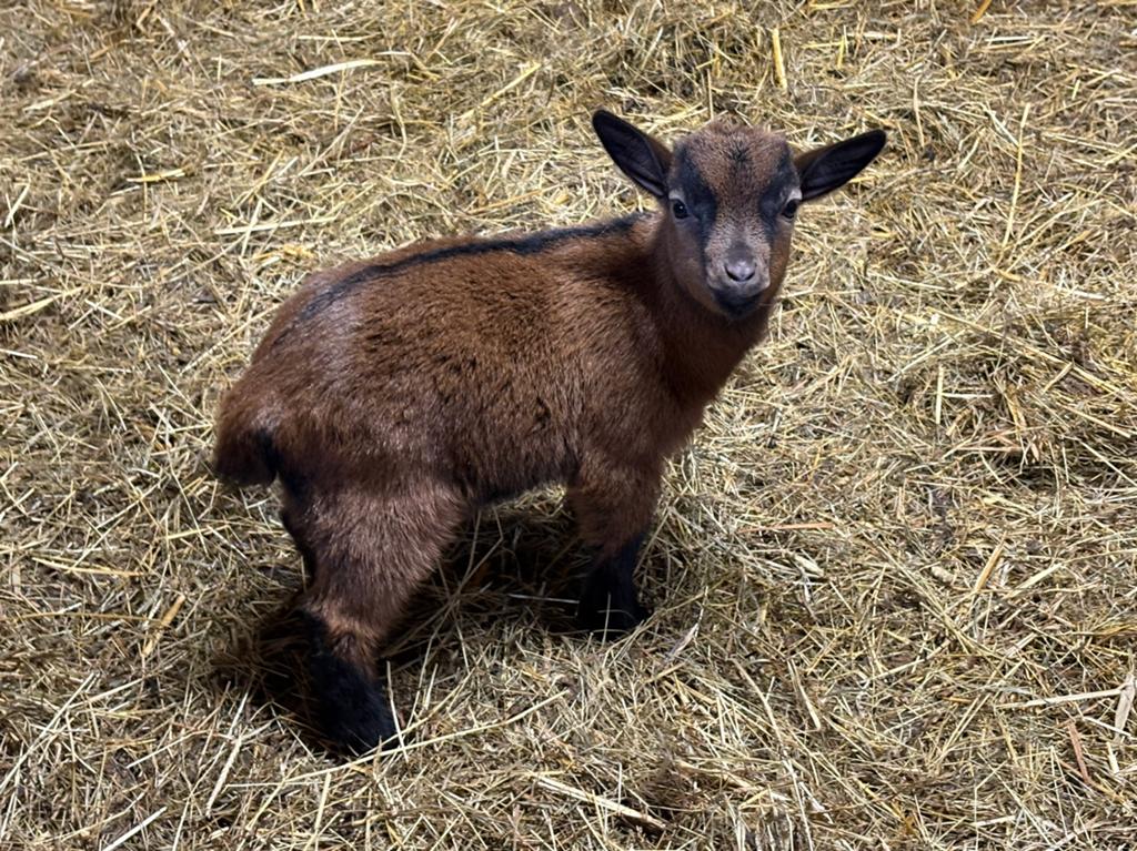 Dwerg bokjes, Dieren en Toebehoren, Schapen, Geiten en Varkens, Mannelijk, Geit