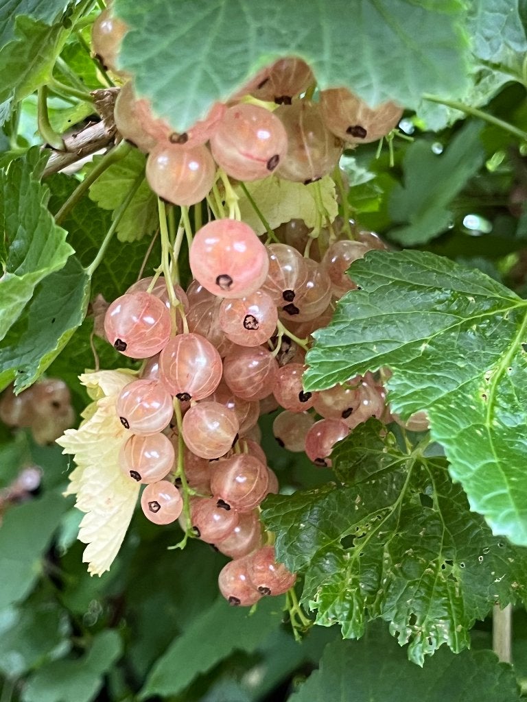 Rode kruisbessen, witte- en roze aalbessen, Ophalen