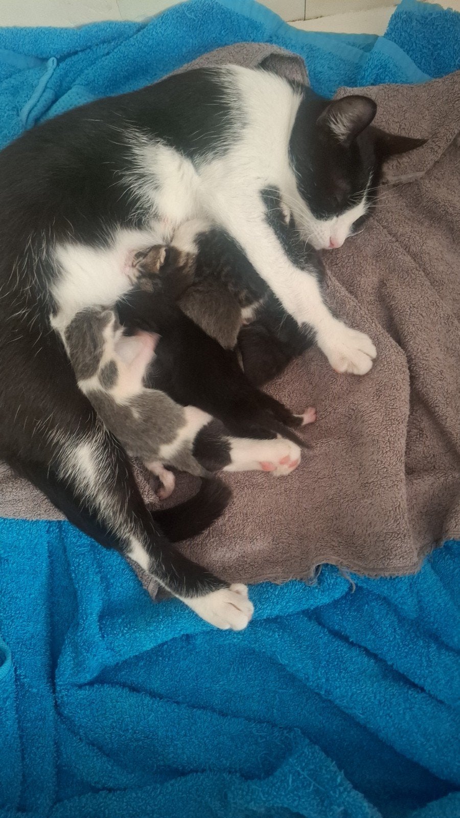 Lieve kittens, Meerdere dieren, Kortharig, 0 tot 2 jaar