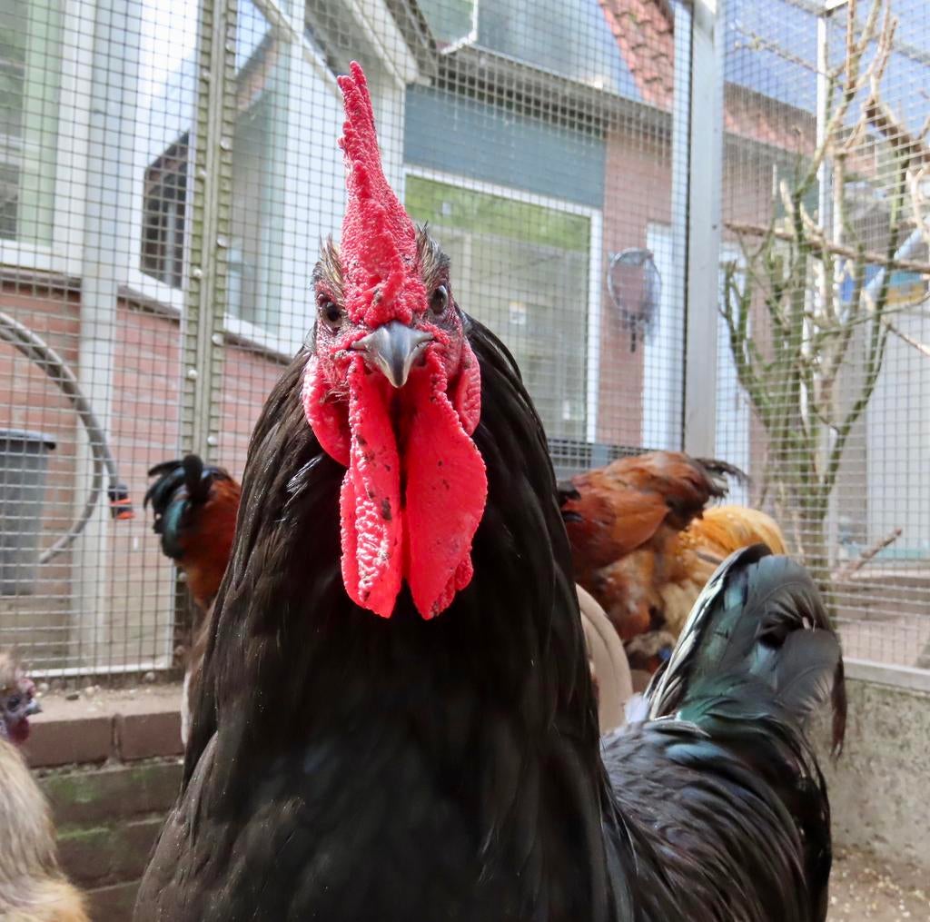 Jesse, mooie grote tamme haan, Dieren en Toebehoren, Pluimvee, Mannelijk, Kip