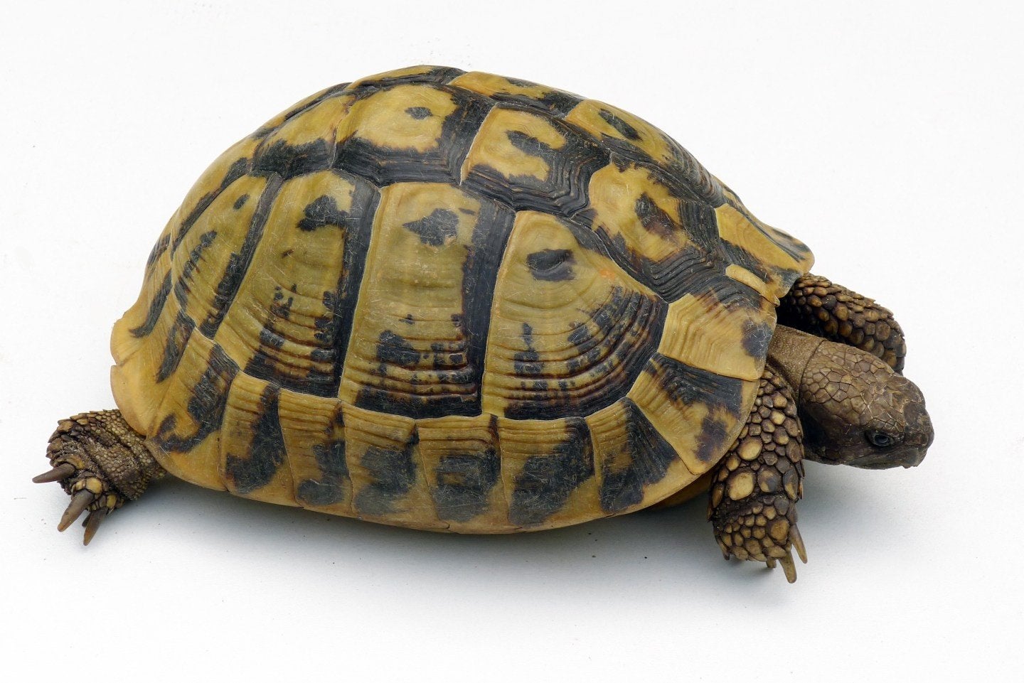gezocht landschildpad(den), Dieren en Toebehoren, Reptielen en Amfibieën, Schildpad, Tam, 3 tot 6 jaar