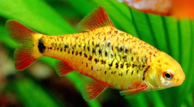 Aquariumvissen bij Sierviskwekerij Gert Kupers, Vis, Zoetwatervis