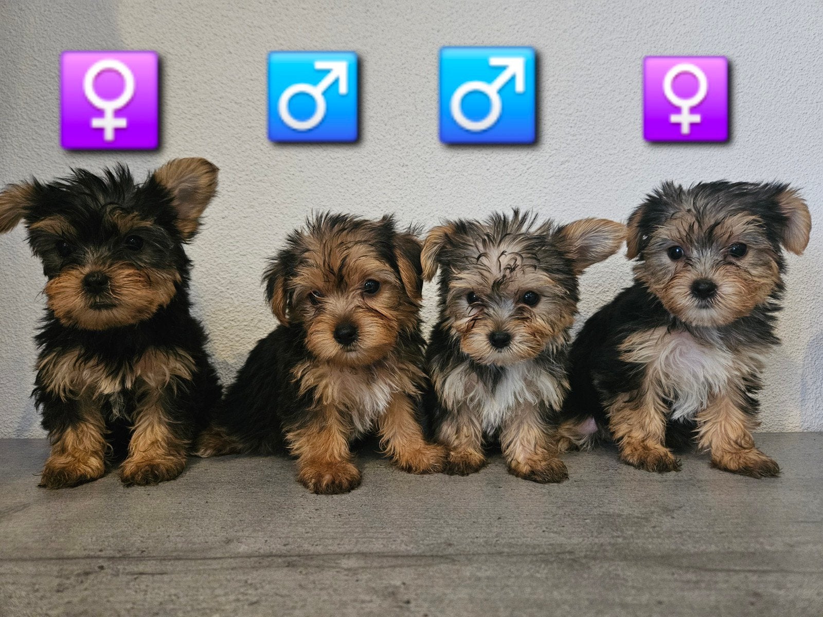 Super Mooie  Yorkshire Terriër pup., Yorkshire Terriër, Meerdere, Meerdere dieren, Nederland
