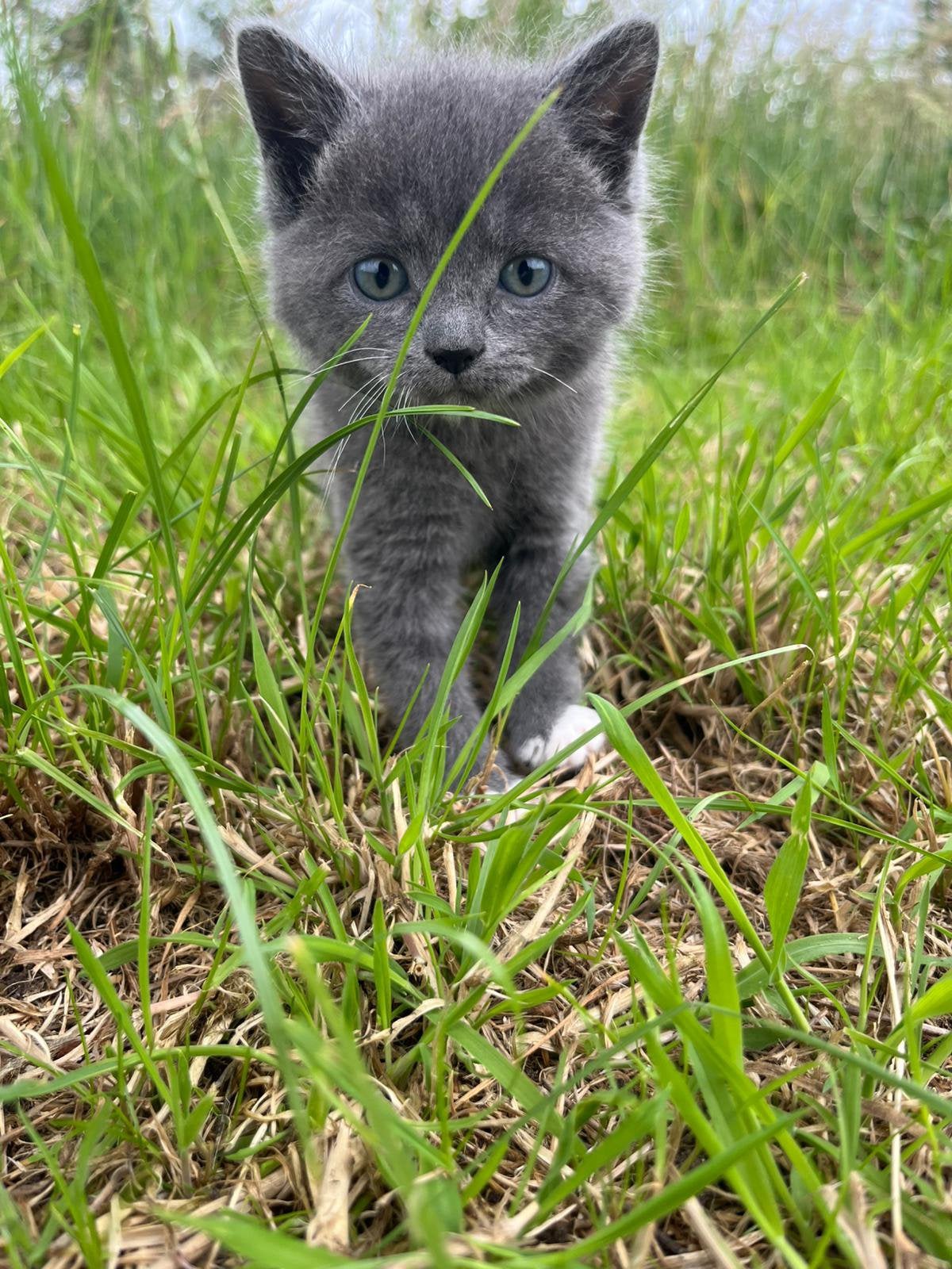 Lieve boerderij kat te koop, Poes