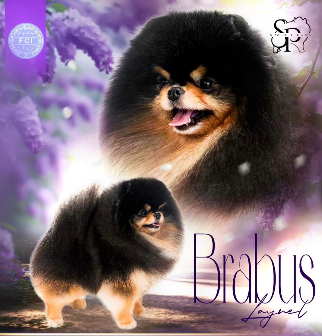“Pomeranian / pomeriaan  Dekreu SM/CM & Patella getest, Reu, Eén hond, 3 tot 5 jaar, Nederland