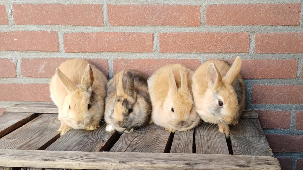 Schattige tamme konijntjes, Meerdere dieren