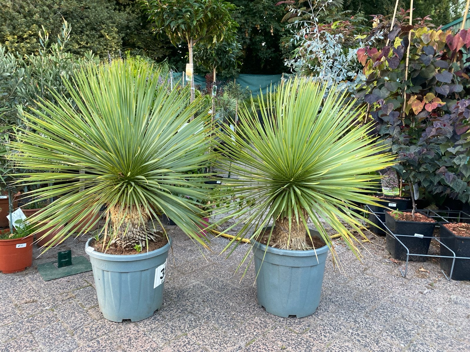 Yucca rostrata - Laatste, Volle zon, Vaste plant, Bloeit niet, Ophalen