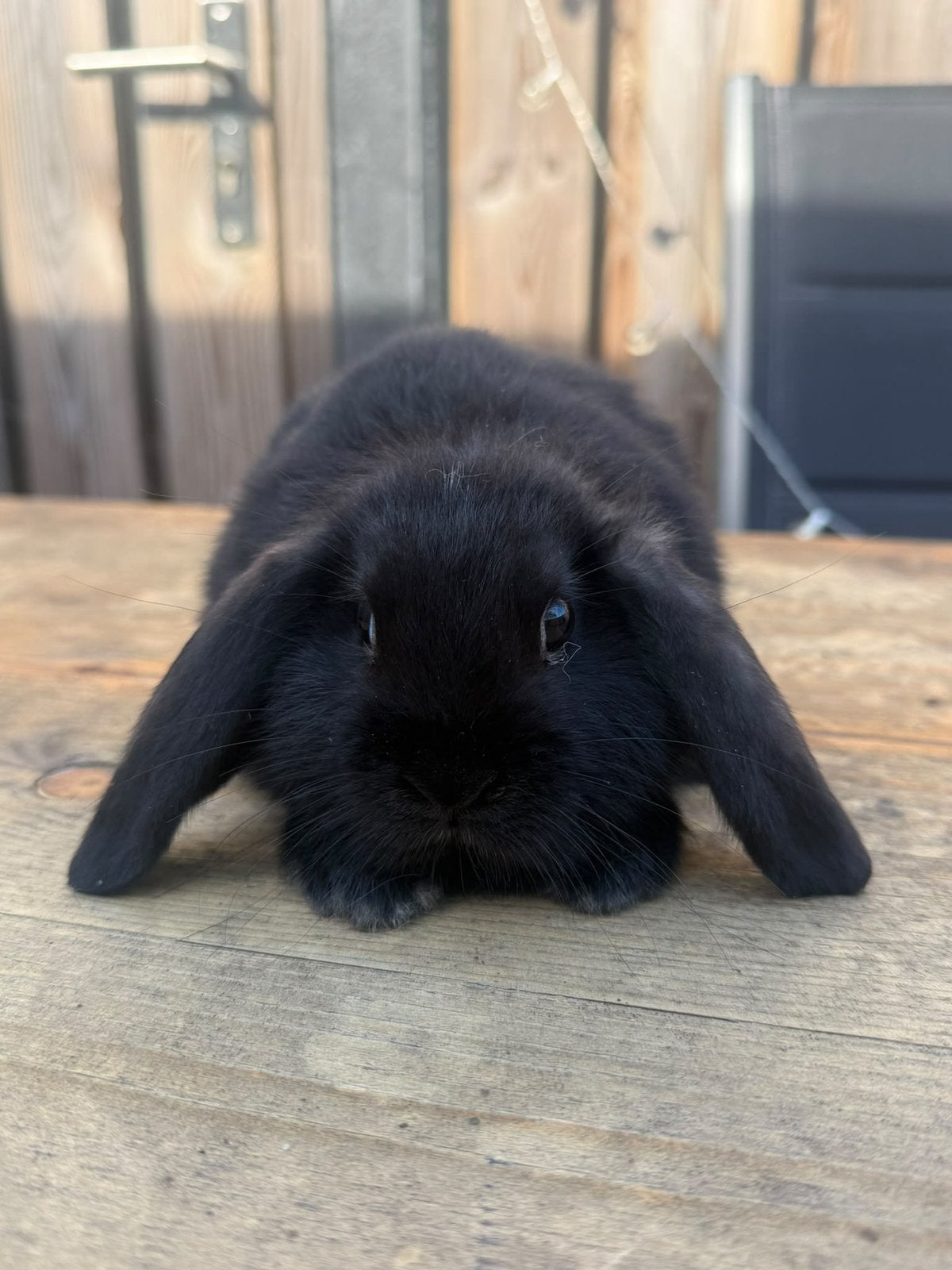 Lieve konijntjes zoeken een fijn en liefdevol thuis!, Dieren en Toebehoren, Meerdere dieren, Dwerg