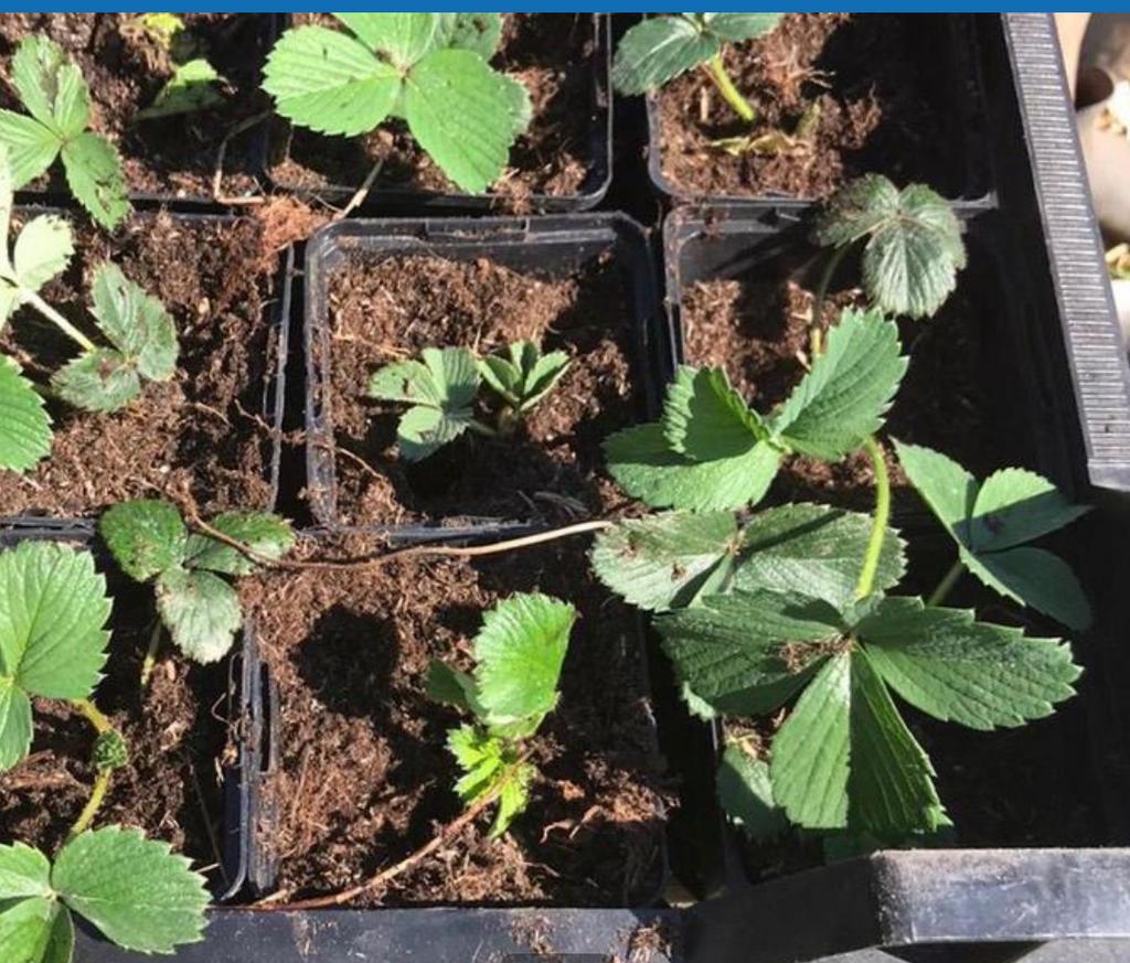 Bio moestuin planten, Tuin en Terras, Planten | Tuinplanten, Eenjarig, Groenteplanten, Volle zon, Ophalen of Verzenden
