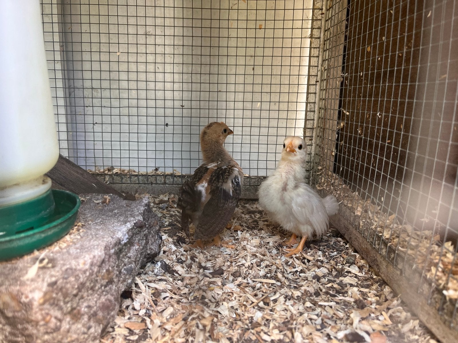 Serama kuikens (2), Dieren en Toebehoren, Pluimvee, Geslacht onbekend, Kip