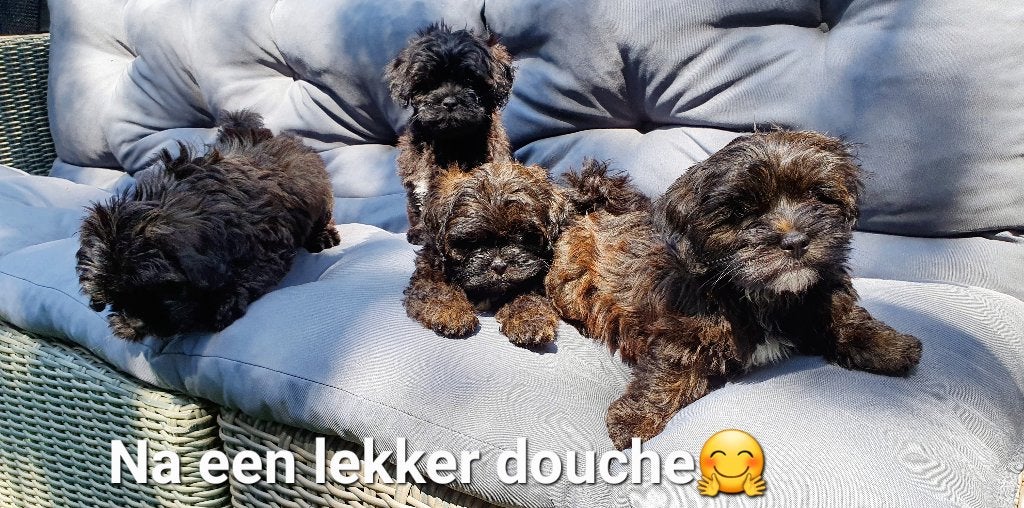 Toy poedel× lhasa apso pups geteste ouders(8 weken oud), Poedel, Parvo, 8 tot 15 weken, Meerdere