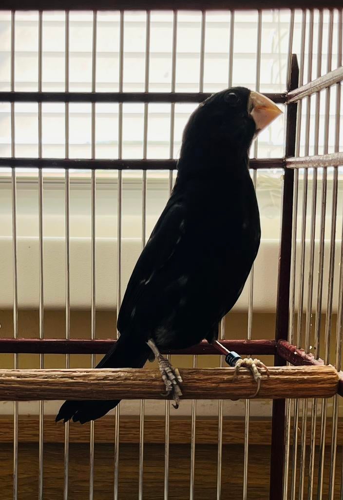 Twatwa 2023 Rowtie, Dieren en Toebehoren, Vogels | Hokken en Kooien, Ophalen of Verzenden, Nieuw, Overige materialen, Overige typen