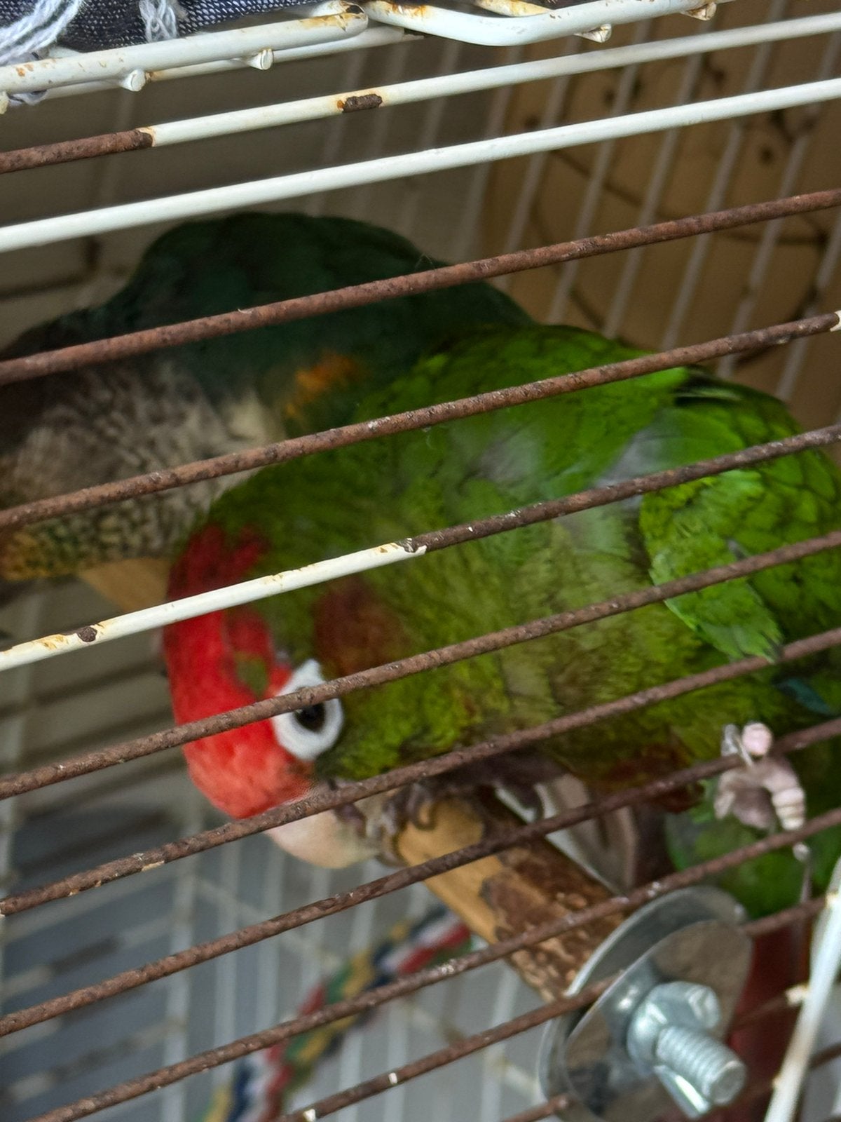 Leuk koppel pyrrhura’s te koop, Dieren en Toebehoren, Vogels | Parkieten en Papegaaien, Meerdere dieren, Parkiet, Pratend