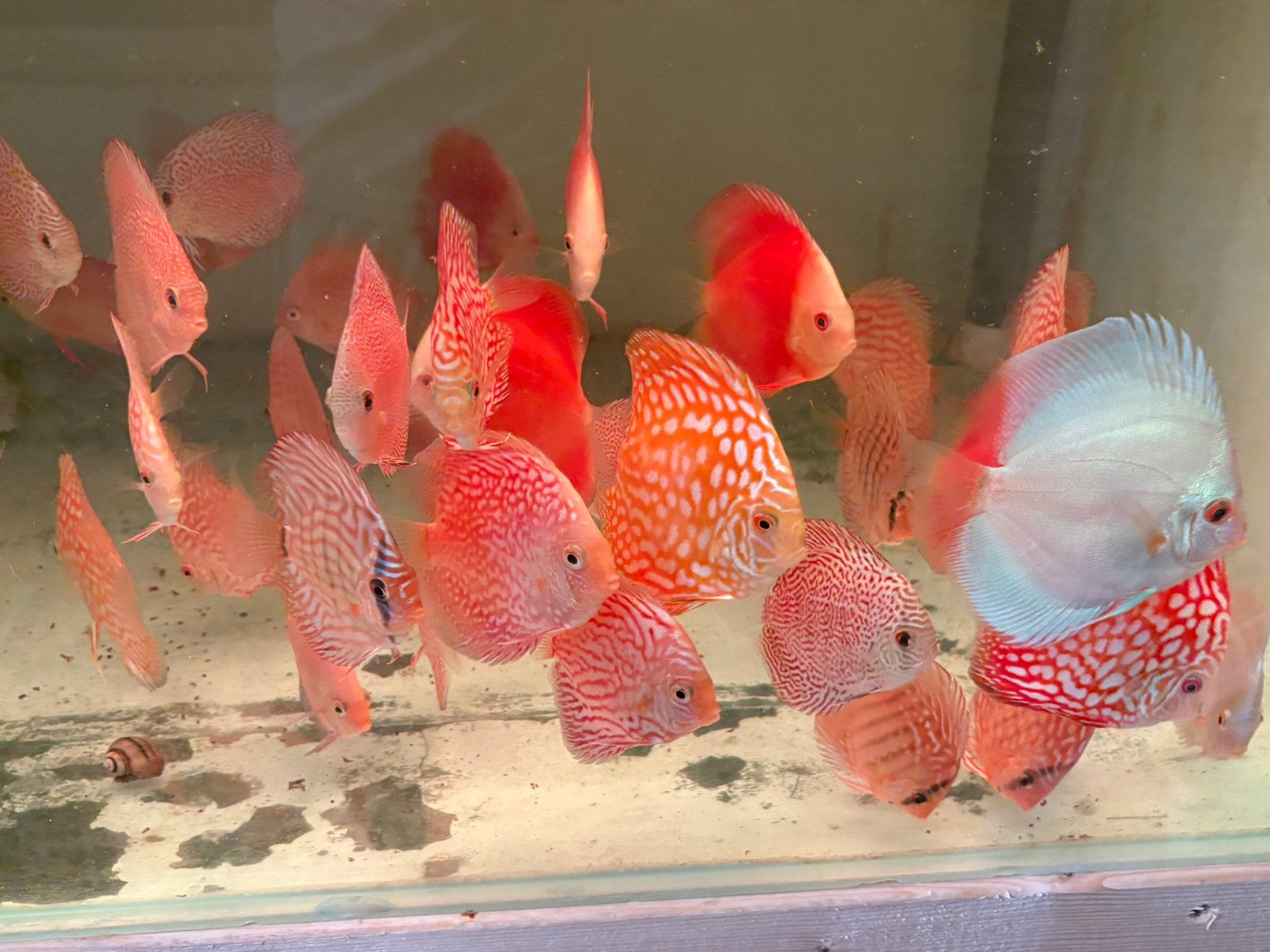 Discusvissen, Dieren en Toebehoren, Vissen | Aquariumvissen, Vis