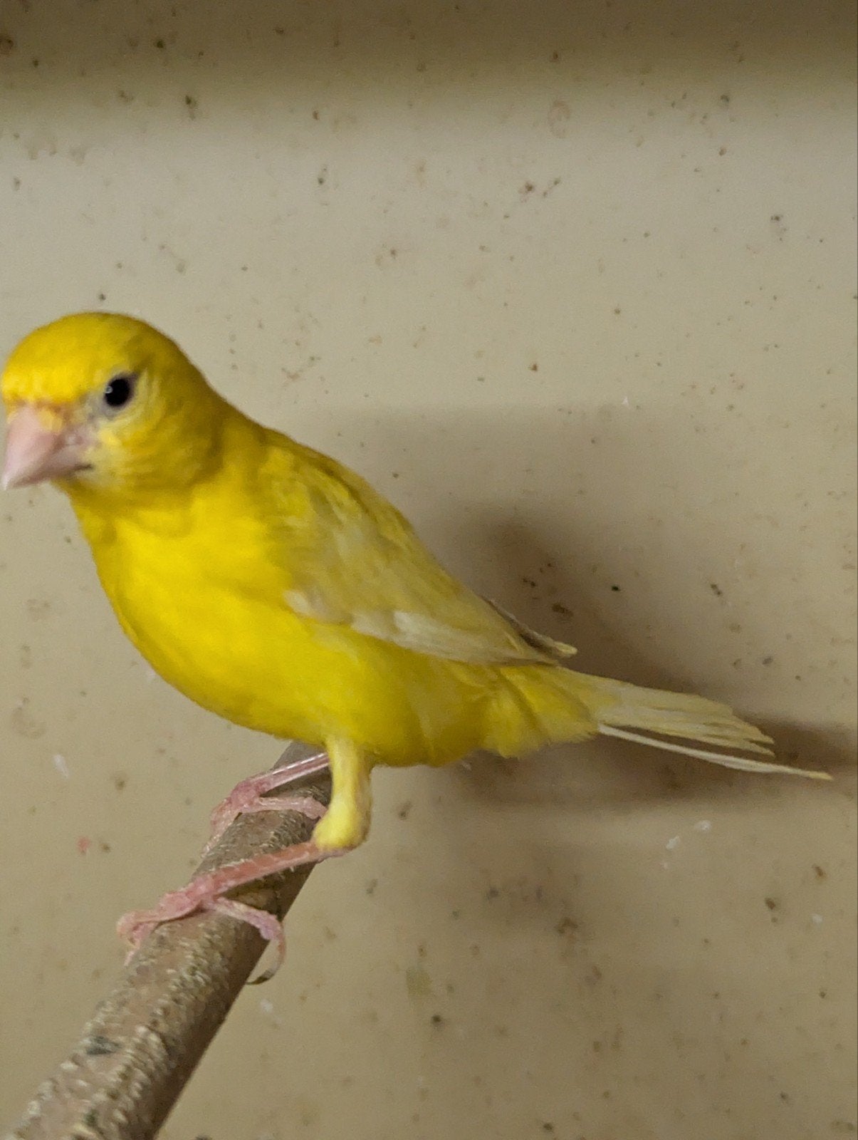Kanarie, Dieren en Toebehoren, Meerdere dieren, Kleurkanarie