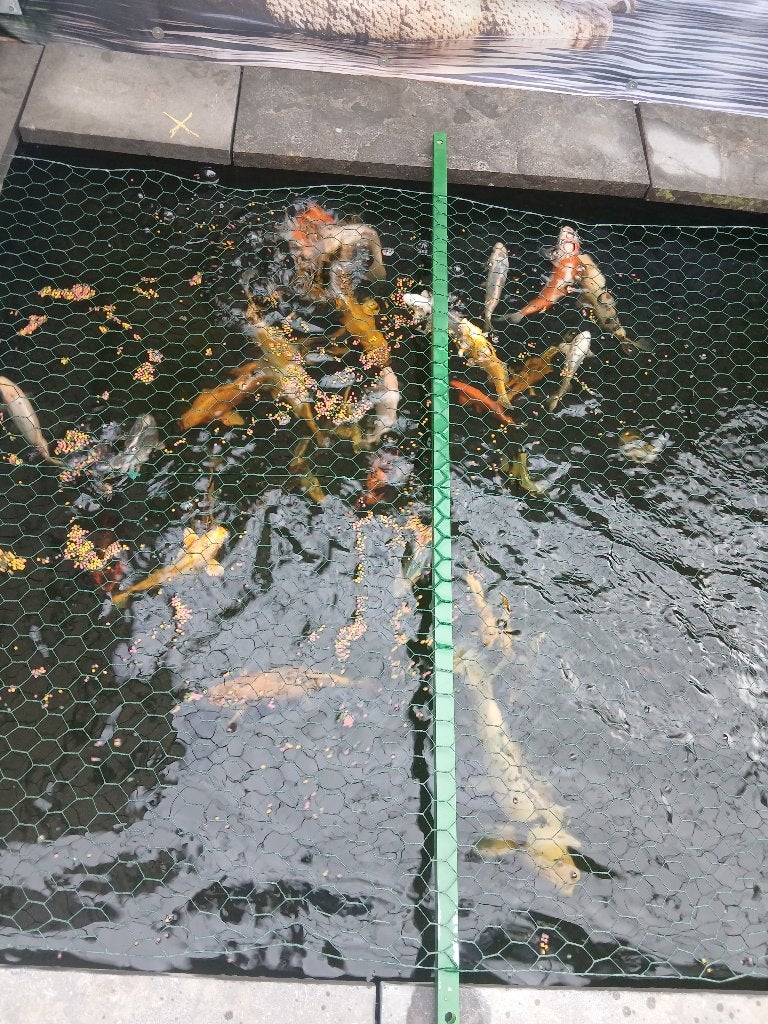 Koi karpers, Dieren en Toebehoren, Karper of Koi