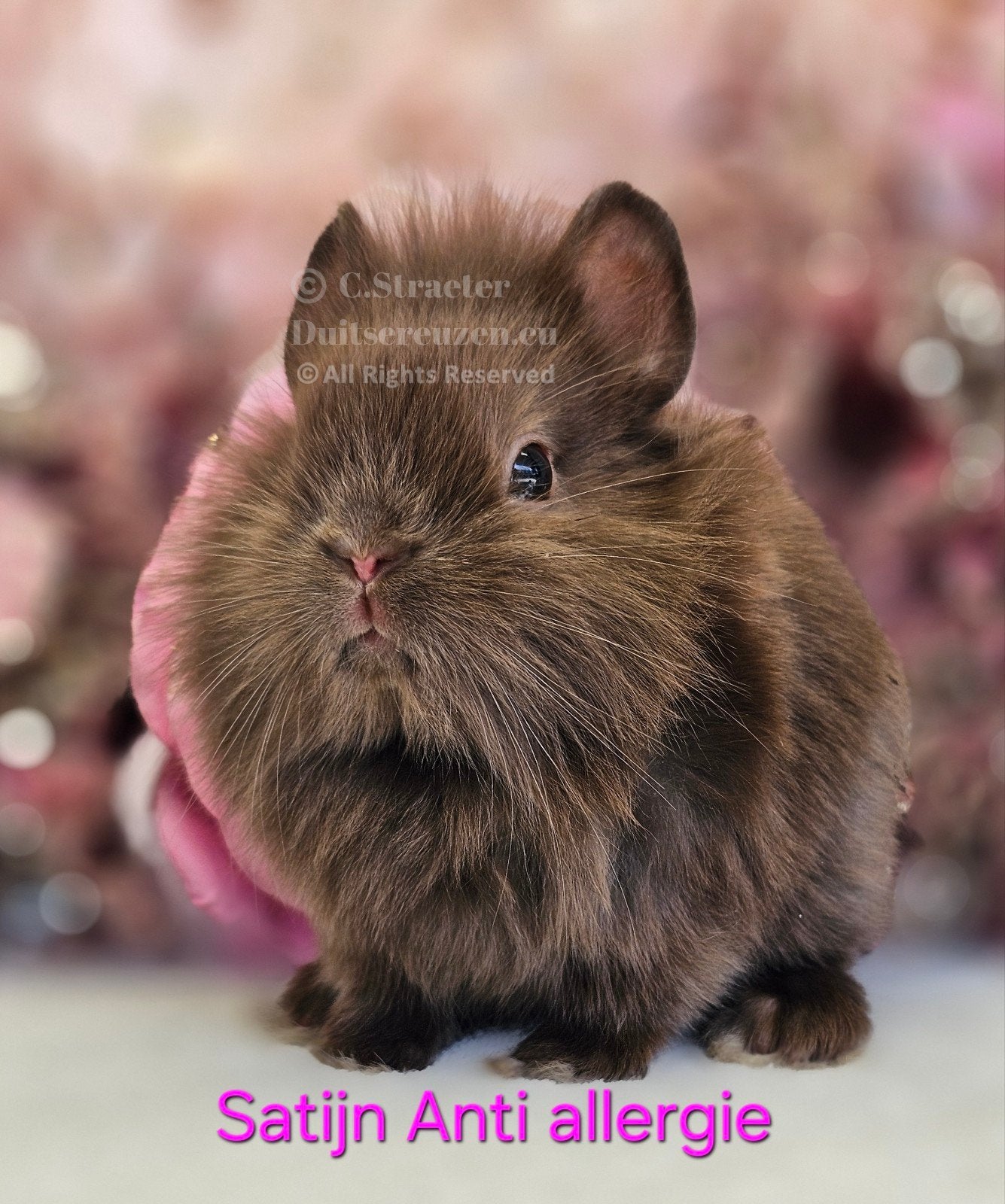 De ENIGE ECHTE mini loffelohr konijntjes, Meerdere dieren, Dwerg