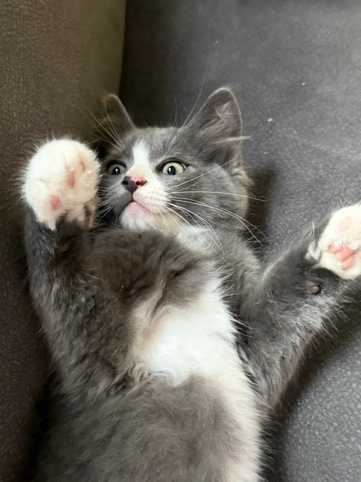 2 raszuivere ragdoll kater kittens zoeken  een fijn thuis, Kater, Ontwormd, 0 tot 2 jaar