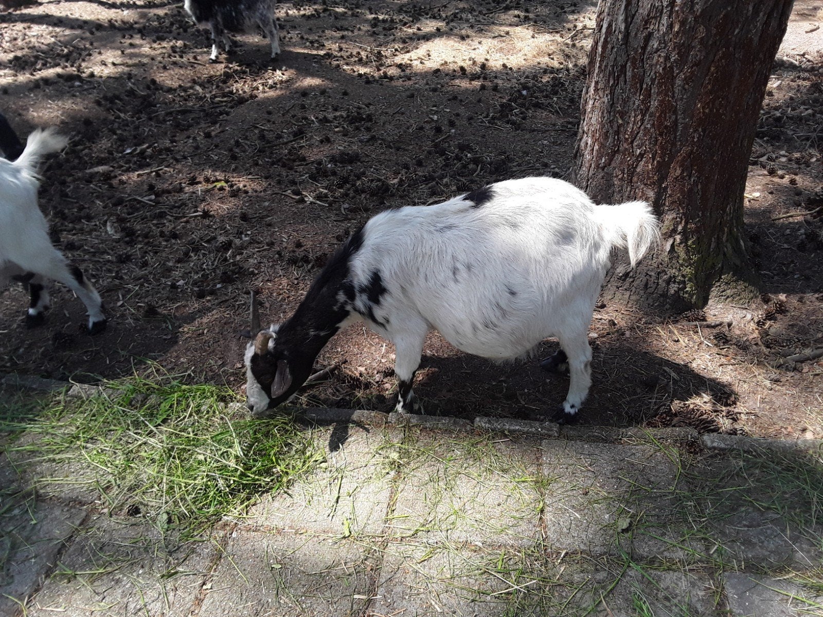 dwerggeiten en bokjes, Dieren en Toebehoren, Schapen, Geiten en Varkens, Meerdere dieren, Geit